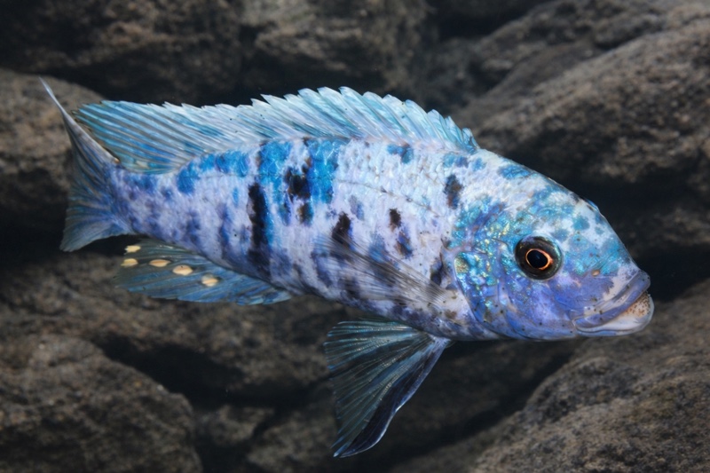 Maylandia zebra 'Makonde'